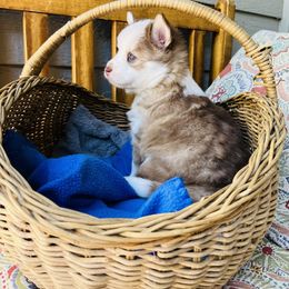 Pomsky Puppies from Pomsky Acres