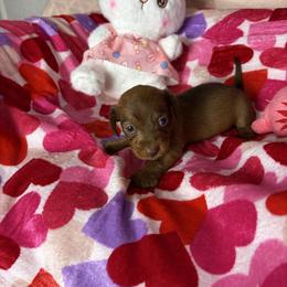 Donna - Brindle female Dachshund puppy in Lake City, Florida from My Ditzy Doxies of Florida