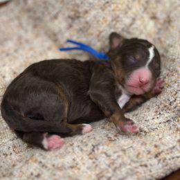 Simon - Chocolate male Goldendoodle puppy in Blanchard, Oklahoma from Dream Doodles by Dondi