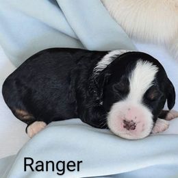 Ranger - Tri-color male Bernedoodle puppy in Glenford, Ohio from Mi-De Doodles