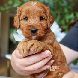 Rocket - Red  male Goldendoodle puppy in Salado, Texas from Red Ranch Dogs