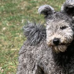Pumik from Catskill Pumi