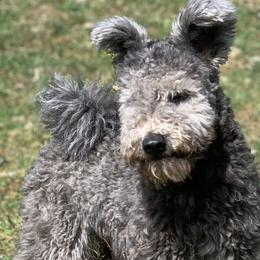 Pumik from Catskill Pumi