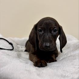 Black Collar Boy - Brindle male Dachshund puppy in Baltimore, Maryland from Passport Dachshunds