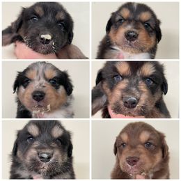Australian Shepherd, Miniature American Shepherd, Miniature Australian Shepherd, and Toy Australian Shepherd Puppies from Painted Blue Aussies