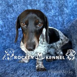 Rio - Dachshund