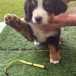 Bernese Mountain Dog Puppies from Emma-Mada's Old Thyme Berners