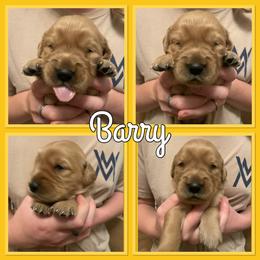 Bernese Mountain Dog and Golden Retriever Puppies from Happy Tails Family Farm