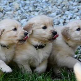 Golden Retriever Puppies from Knights Golden Acres