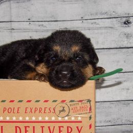 German Shepherd Puppies from 501 Shepherds