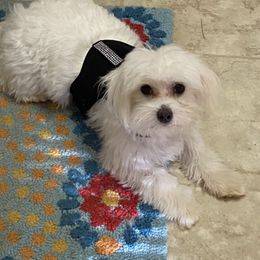 Maltese and Yorkshire Terriers from Lynn’s Precious Pups