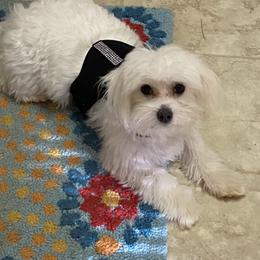 Maltese and Yorkshire Terriers from Lynn’s Precious Pups