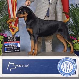 GCH Atlas Von Gogginhaus - Black and mahogany female Rottweiler puppy in Massachusetts from Von Gogginhaus Rottweilers