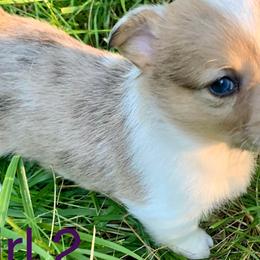 American Corgis and Pembroke Welsh Corgis from Summersville Corgis of Groves Farm