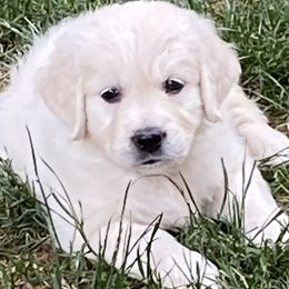 Girl 1 - Light golden Golden Retriever puppy in Allendale, Michigan from Teresa Stevens