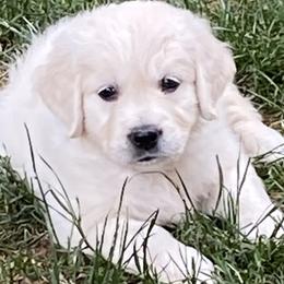Girl 1 - Light golden Golden Retriever puppy in Allendale, Michigan from Teresa Stevens