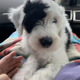 Sheepadoodle Puppies from Narrow Path Puppies