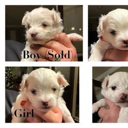 Maltese puppies from Fisher's Pup-cakes