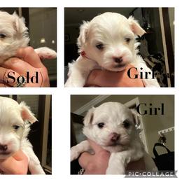 Maltese puppies from Fisher's Pup-cakes
