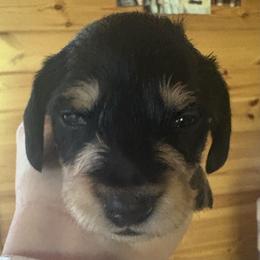 Black n Tan read description - Black and tan female Dachshund puppy in Helenville, Wisconsin from Remarkable Doxies