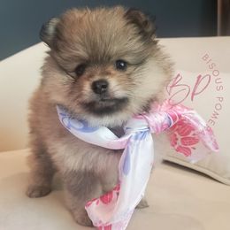 Pomeranian puppies from Heartland Shepherds