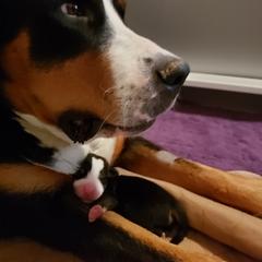 Greater Swiss Mountain Dog Puppies from Prairie Winds Greater Swiss Mountain Dogs
