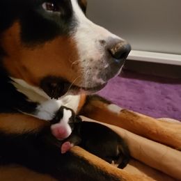 Greater Swiss Mountain Dog Puppies from Prairie Winds Greater Swiss Mountain Dogs