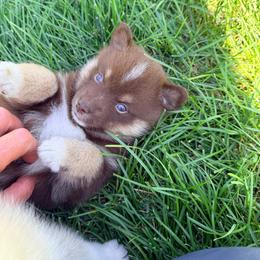 Boston - Chocolate male Pomsky puppy in Doon, Iowa from Luxury Pomsky