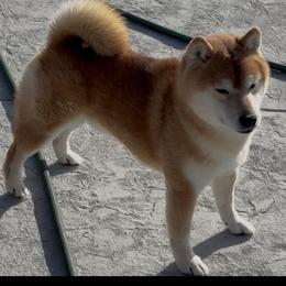 Shiba Inu puppies from Hillsdale Shibas