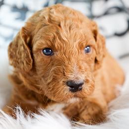 Poodles from Vintage Charm Farm