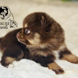 Pomeranian Puppies from Treasured Jewels Pomeranians