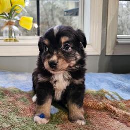 Sprout - Black tri male Miniature Australian Shepherd puppy in Dunnellon, Florida from Ever After Mini Aussies