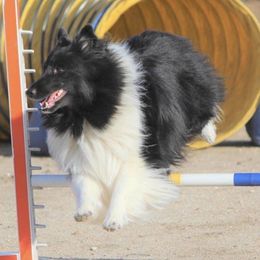 Shetland Sheepdogs from Shooting Star Shelties