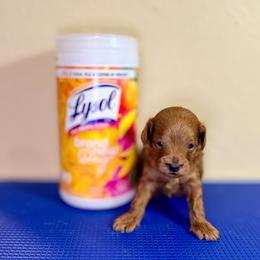 Tin Man - Red  male Goldendoodle puppy in Bells, Texas from Partridge Doodles and Poodles