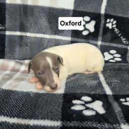 Oxford - White and blue male Italian Greyhound puppy in Parsons, Kansas from Feathered Cactus Farm