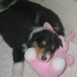 Collie Puppies from Riverrun Collies