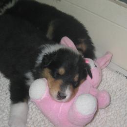 Collie Puppies from Riverrun Collies