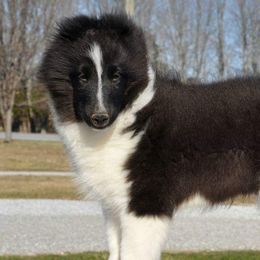 Shetland Sheepdogs from Noel's Shelties