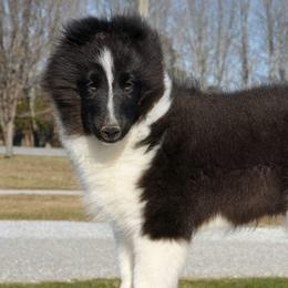 Shetland Sheepdogs from Noel's Shelties
