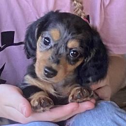 Buzz long hair dapple - Dapple male Dachshund puppy in Elizabethtown, Kentucky from Teeny Tiny Puppy Tails