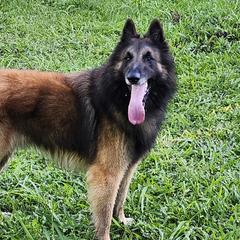 Yanni - Belgian Tervuren