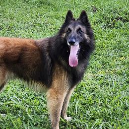 Yanni - Belgian Tervuren
