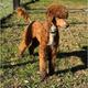 Jethro