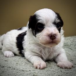 Portia - Chocolate female Havanese puppy in Hendersonville, North Carolina from Kim's Cove Dog Co.