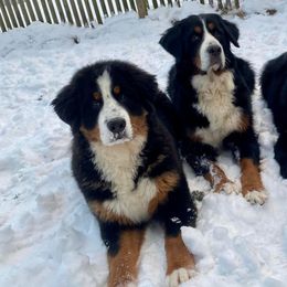 Bernese Mountain Dogs from Olympusrun
