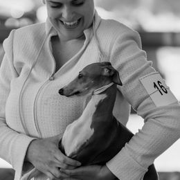 Italian Greyhound Puppies from Ruscelli Italian Greyhounds