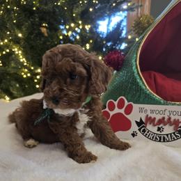 Noel - Red  female Goldendoodle puppy in Bristol, Tennessee from 4goldendoodles