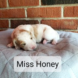 Girl 4 - Brown Bernedoodle puppy in Columbia, Missouri from Silver Creek Pups