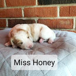 Girl 4 - Brown Bernedoodle puppy in Columbia, Missouri from Silver Creek Pups