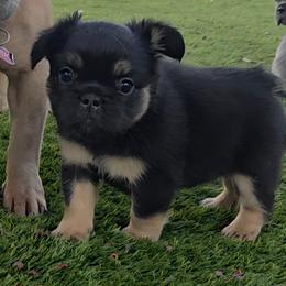 Minnie - Black and tan female French Bulldog puppy in Colorado from NOCO French Bulldogs